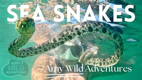 amy wild|Amy Wild Adventures: Sea Snakes .